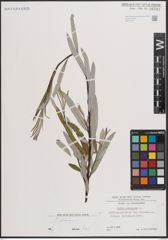Foto von Salix eleagnos Scop.